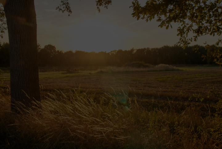 Eternal Words — atmospheric woodland homepage hero